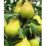 Саженец груши колоновидной "Диалог" Саженец груши колоновидной "Диалог"